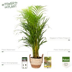 Pokon Goudpalm / Areca Palm H100cm incl. watermeter en voeding in Mica Belmar Mand - afbeelding 2
