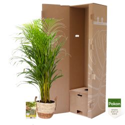 Pokon Goudpalm / Areca Palm H100cm incl. watermeter en voeding in Mica Belmar Mand - afbeelding 4