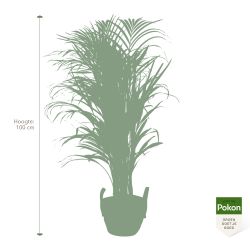 Pokon Goudpalm / Areca Palm H100cm incl. watermeter en voeding in Mica Belmar Mand - afbeelding 5