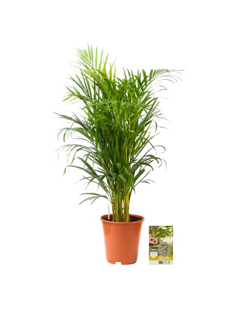 Pokon Goudpalm / Areca Palm H100cm incl. watermeter en voeding - afbeelding 1