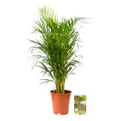 Pokon Goudpalm / Areca Palm H100cm incl. watermeter en voeding - afbeelding 5