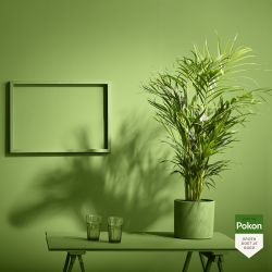 Pokon Goudpalm / Areca Palm H100cm incl. watermeter en voeding in Mica Era Pot Licht Grijs - afbeelding 6