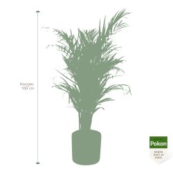 Pokon Goudpalm / Areca Palm H100cm incl. watermeter en voeding - afbeelding 4