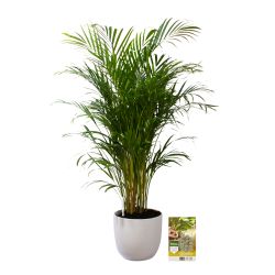 Pokon Goudpalm / Areca Palm H125cm incl. watermeter en voeding in Mica Tusca Pot Wit