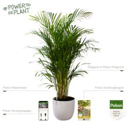 Pokon Goudpalm / Areca Palm H125cm incl. watermeter en voeding in Mica Tusca Pot Wit - afbeelding 2