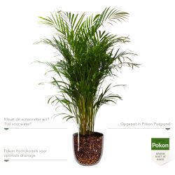 Pokon Goudpalm / Areca Palm H125cm incl. watermeter en voeding in Mica Tusca Pot Wit - afbeelding 3