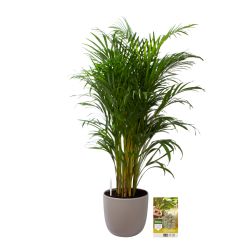 Pokon Goudpalm / Areca Palm H125cm incl. watermeter en voeding in Mica Tusca Pot Taupe - afbeelding 1