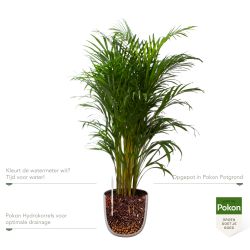 Pokon Goudpalm / Areca Palm H125cm incl. watermeter en voeding in Mica Tusca Pot Taupe - afbeelding 3