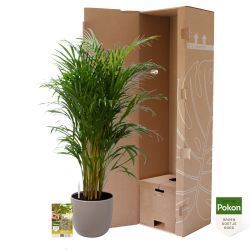 Pokon Goudpalm / Areca Palm H125cm incl. watermeter en voeding in Mica Tusca Pot Taupe - afbeelding 4