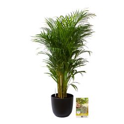 Pokon Goudpalm / Areca Palm H125cm incl. watermeter en voeding in Mica Tusca Pot Zwart - afbeelding 1