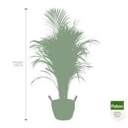 Pokon Goudpalm / Areca Palm H125cm incl. watermeter en voeding in Mica Tusca Pot Zwart - afbeelding 5