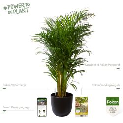Pokon Goudpalm / Areca Palm H125cm incl. watermeter en voeding in Mica Tusca Pot Zwart - afbeelding 2
