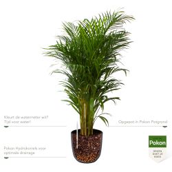 Pokon Goudpalm / Areca Palm H125cm incl. watermeter en voeding in Mica Tusca Pot Zwart - afbeelding 3