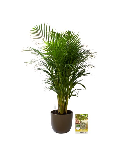 Pokon Goudpalm / Areca Palm H125cm incl. watermeter en voeding in Mica Tusca Pot Groen - afbeelding 1