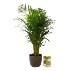 Pokon Goudpalm / Areca Palm H125cm incl. watermeter en voeding in Mica Tusca Pot Groen - afbeelding 1