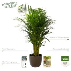 Pokon Goudpalm / Areca Palm H125cm incl. watermeter en voeding in Mica Tusca Pot Groen - afbeelding 2