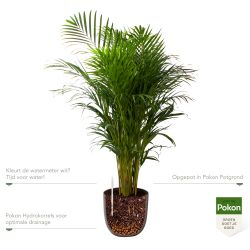 Pokon Goudpalm / Areca Palm H125cm incl. watermeter en voeding in Mica Tusca Pot Groen - afbeelding 3