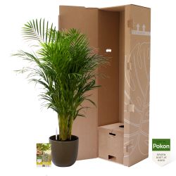 Pokon Goudpalm / Areca Palm H125cm incl. watermeter en voeding in Mica Tusca Pot Groen - afbeelding 4
