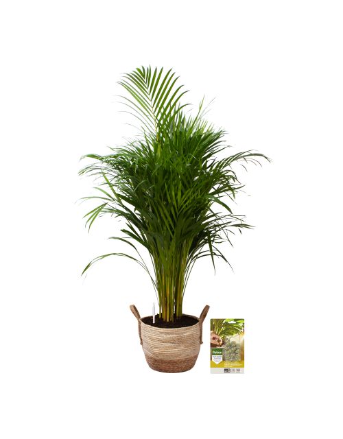 Pokon Goudpalm / Areca Palm H125cm incl. watermeter en voeding in Mica Belmar Mand - afbeelding 1