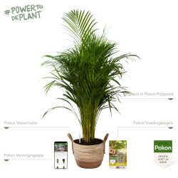 Pokon Goudpalm / Areca Palm H125cm incl. watermeter en voeding in Mica Belmar Mand - afbeelding 2