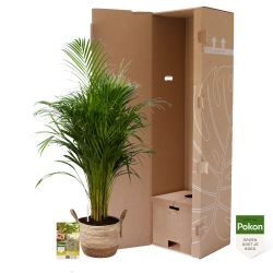 Pokon Goudpalm / Areca Palm H125cm incl. watermeter en voeding in Mica Belmar Mand - afbeelding 4