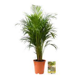 Pokon Goudpalm / Areca Palm H125cm incl. watermeter en voeding - afbeelding 5