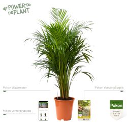 Pokon Goudpalm / Areca Palm H125cm incl. watermeter en voeding - afbeelding 2