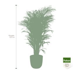 Pokon Goudpalm / Areca Palm H125cm incl. watermeter en voeding in Mica Tusca Pot Taupe - afbeelding 5