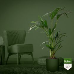 Pokon Kentia palm H110cm incl. watermeter en voeding in Mica Era Pot Licht Grijs - afbeelding 6