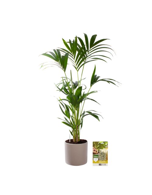 Pokon Kentia palm H110cm incl. watermeter en voeding in Mica Era Pot Licht Grijs - afbeelding 1