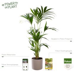 Pokon Kentia palm H110cm incl. watermeter en voeding in Mica Era Pot Licht Grijs - afbeelding 2