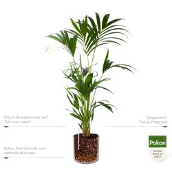 Pokon Kentia palm H110cm incl. watermeter en voeding in Mica Era Pot Licht Grijs - afbeelding 3