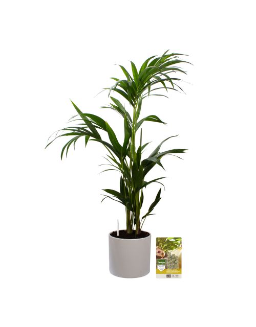 Pokon Kentia palm H110cm incl. watermeter en voeding in Mica Era Pot Wit - afbeelding 1