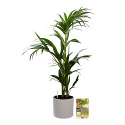 Pokon Kentia palm H110cm incl. watermeter en voeding in Mica Era Pot Wit - afbeelding 1