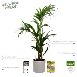 Pokon Kentia palm H110cm incl. watermeter en voeding in Mica Era Pot Wit - afbeelding 2