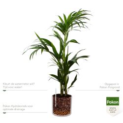 Pokon Kentia palm H110cm incl. watermeter en voeding in Mica Era Pot Wit - afbeelding 3