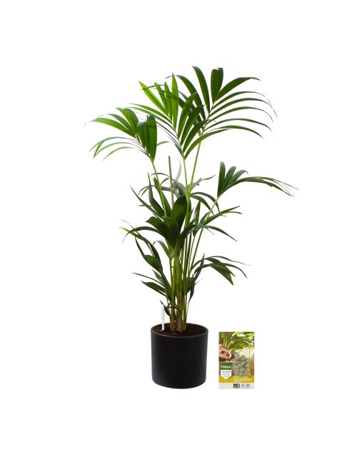 Pokon Kentia palm H110cm incl. watermeter en voeding in Mica Era Pot Donker Grijs - afbeelding 1