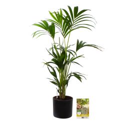 Pokon Kentia palm H110cm incl. watermeter en voeding in Mica Era Pot Donker Grijs - afbeelding 1