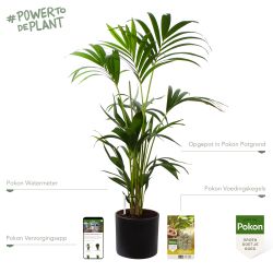 Pokon Kentia palm H110cm incl. watermeter en voeding in Mica Era Pot Donker Grijs - afbeelding 2