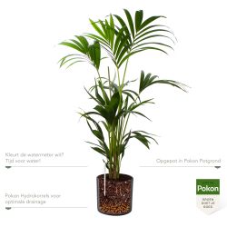 Pokon Kentia palm H110cm incl. watermeter en voeding in Mica Era Pot Donker Grijs - afbeelding 3