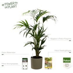 Pokon Kentia palm H110cm incl. watermeter en voeding in Mica Era Pot Groen - afbeelding 2
