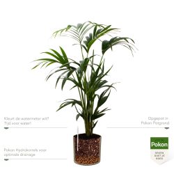 Pokon Kentia palm H110cm incl. watermeter en voeding in Mica Era Pot Groen - afbeelding 3