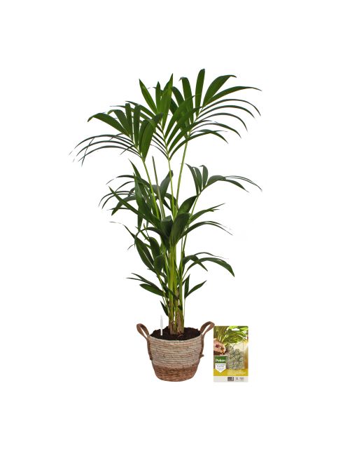 Pokon Kentia palm H110cm incl. watermeter en voeding in Mica Belmar Mand - afbeelding 1