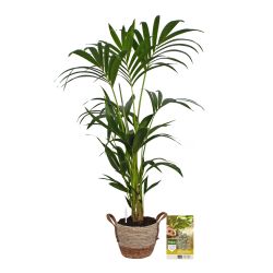 Pokon Kentia palm H110cm incl. watermeter en voeding in Mica Belmar Mand - afbeelding 1