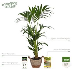 Pokon Kentia palm H110cm incl. watermeter en voeding in Mica Belmar Mand - afbeelding 2