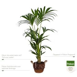 Pokon Kentia palm H110cm incl. watermeter en voeding in Mica Belmar Mand - afbeelding 3