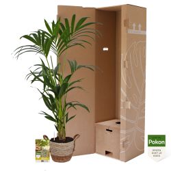 Pokon Kentia palm H110cm incl. watermeter en voeding in Mica Belmar Mand - afbeelding 4