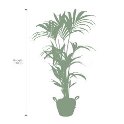 Pokon Kentia palm H110cm incl. watermeter en voeding in Mica Belmar Mand - afbeelding 5