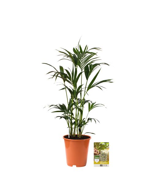 Pokon Kentia palm H125cm incl. watermeter en voeding - afbeelding 1