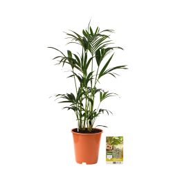 Pokon Kentia palm H125cm incl. watermeter en voeding